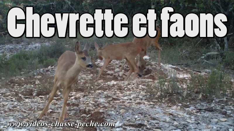 chevrette et faons